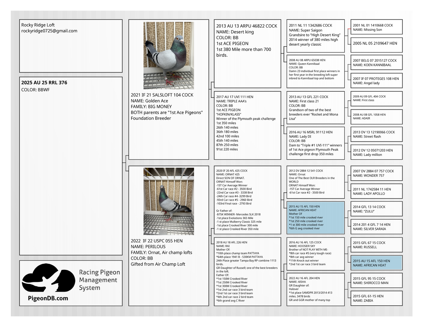 Racing Pigeon "RRL 376”