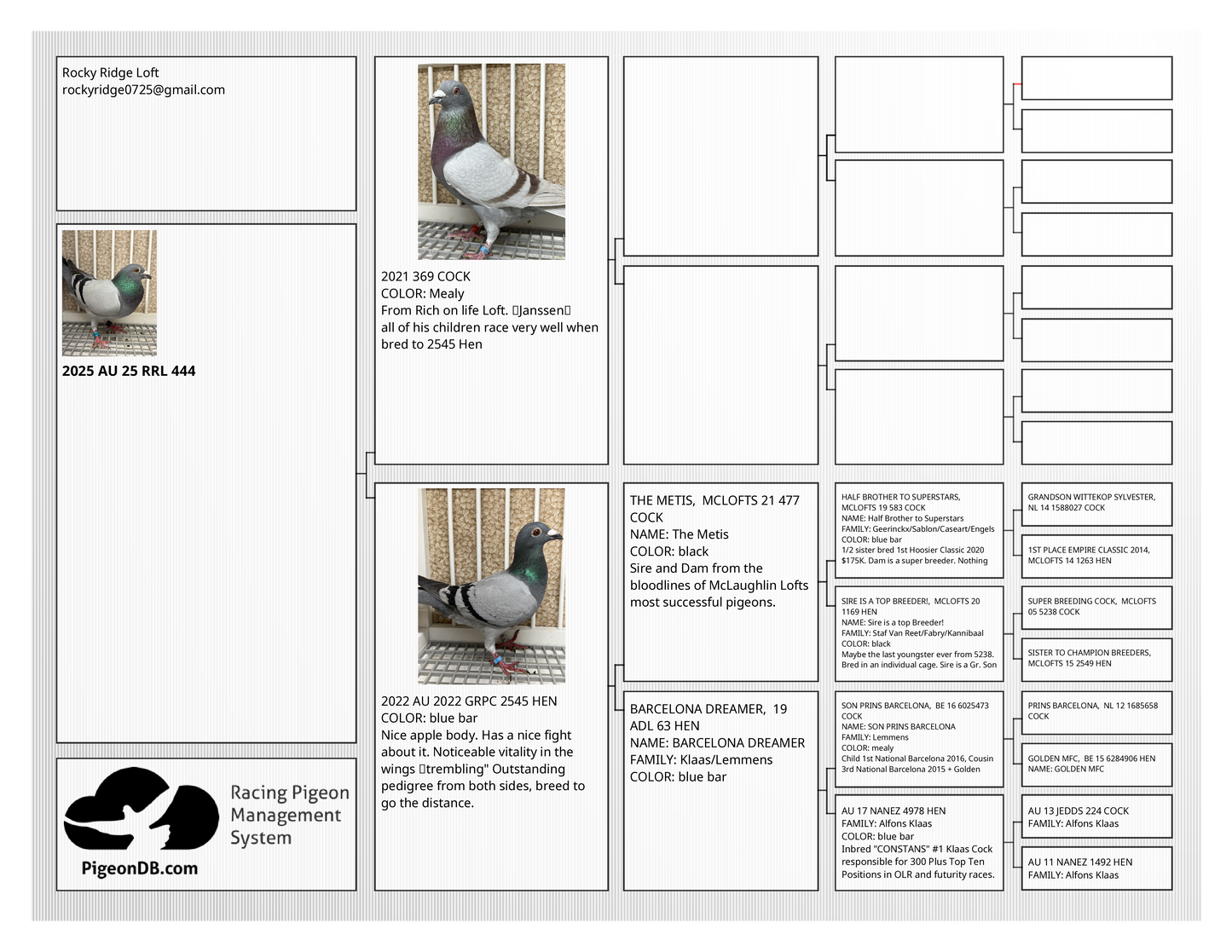 Racing Pigeon (RRL 444)