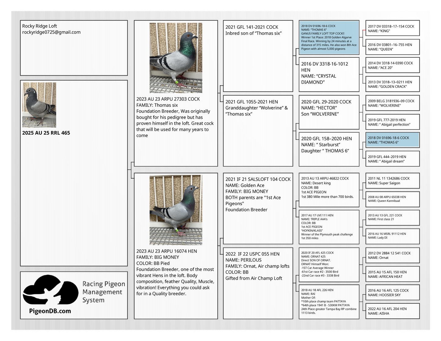 OLR Racing Pigeon "RRL 465”