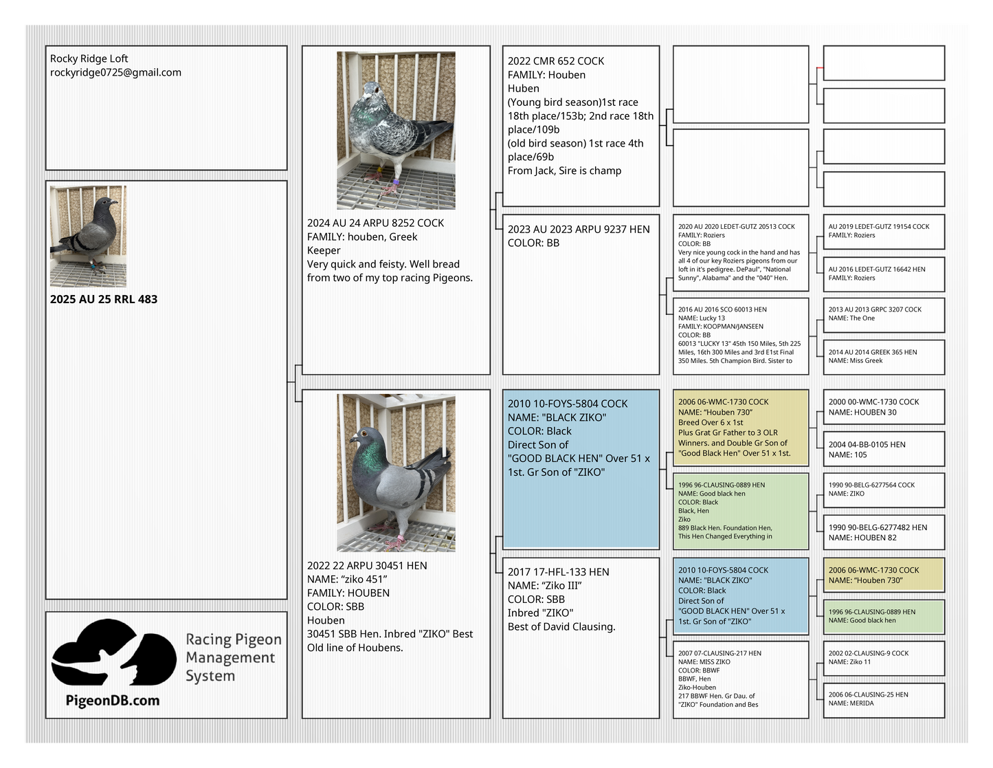 Racing Pigeon (RRL 483)