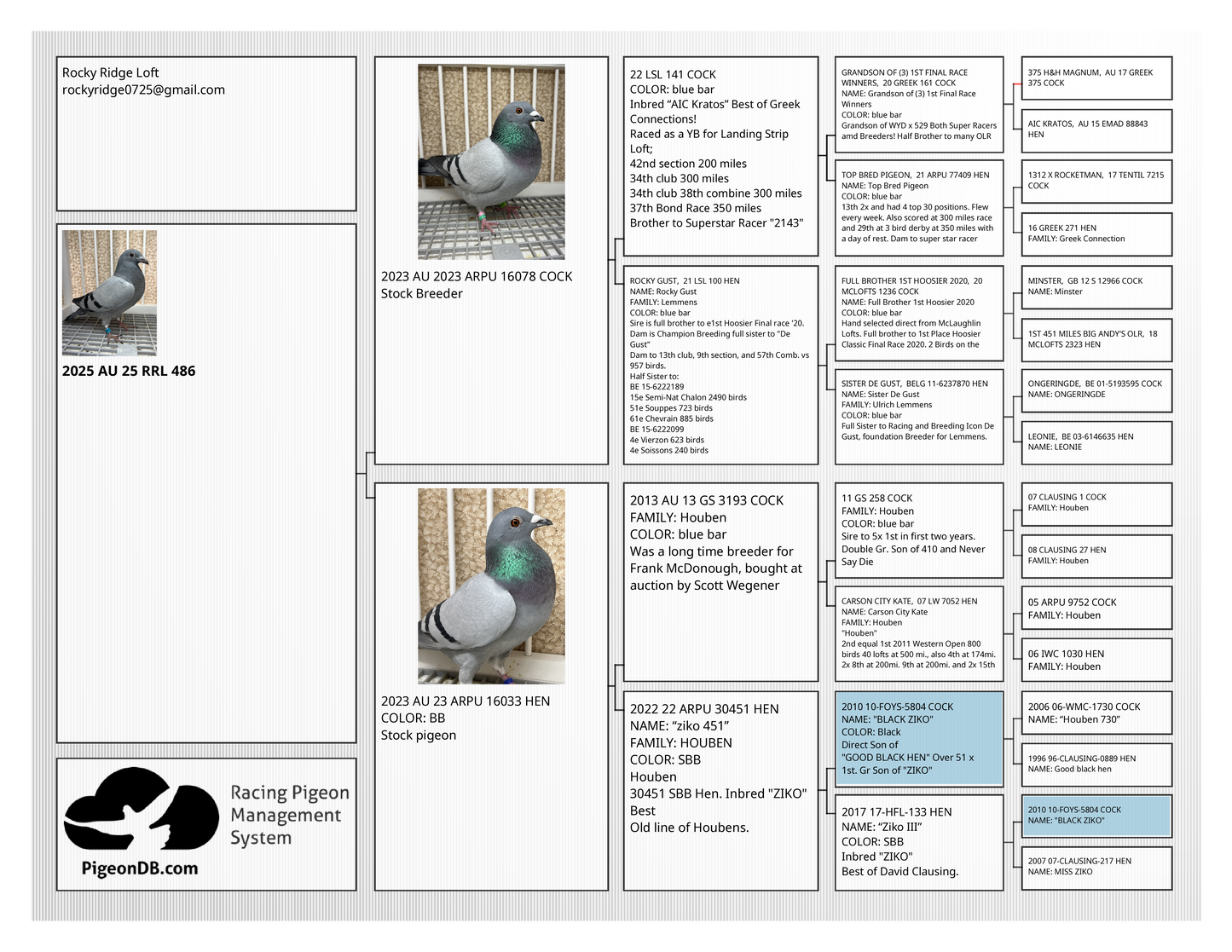 Racing Pigeon (RRL 486)(COCK)