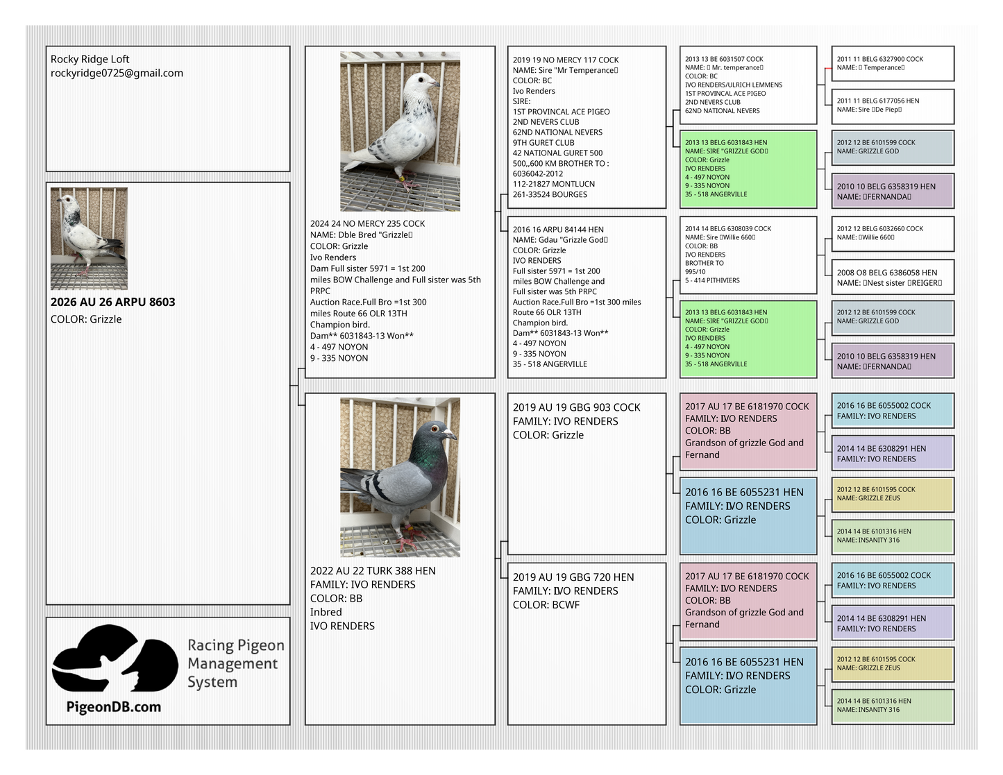 Racing Pigeon (JEDDS 8603)