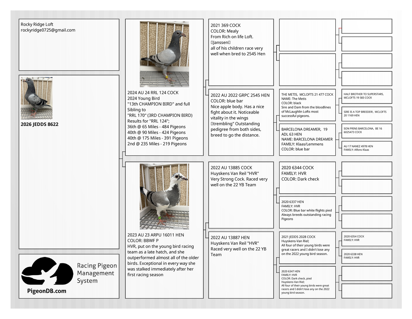 Racing Pigeon (8622)