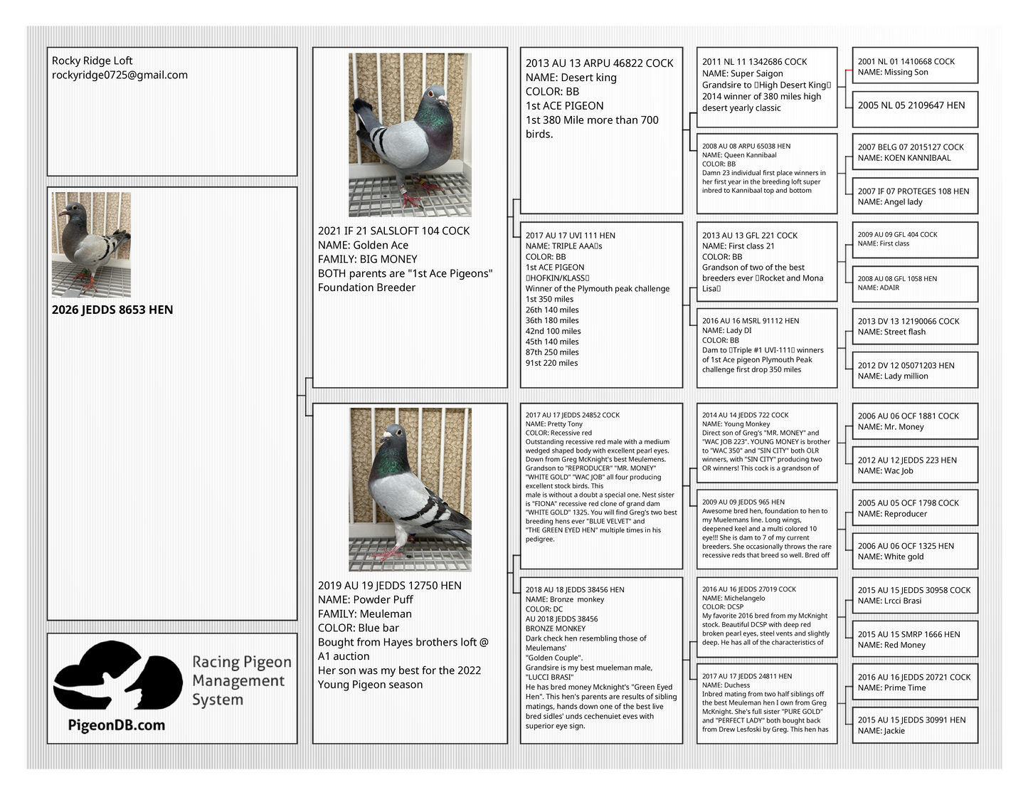 Racing Pigeon (8653)