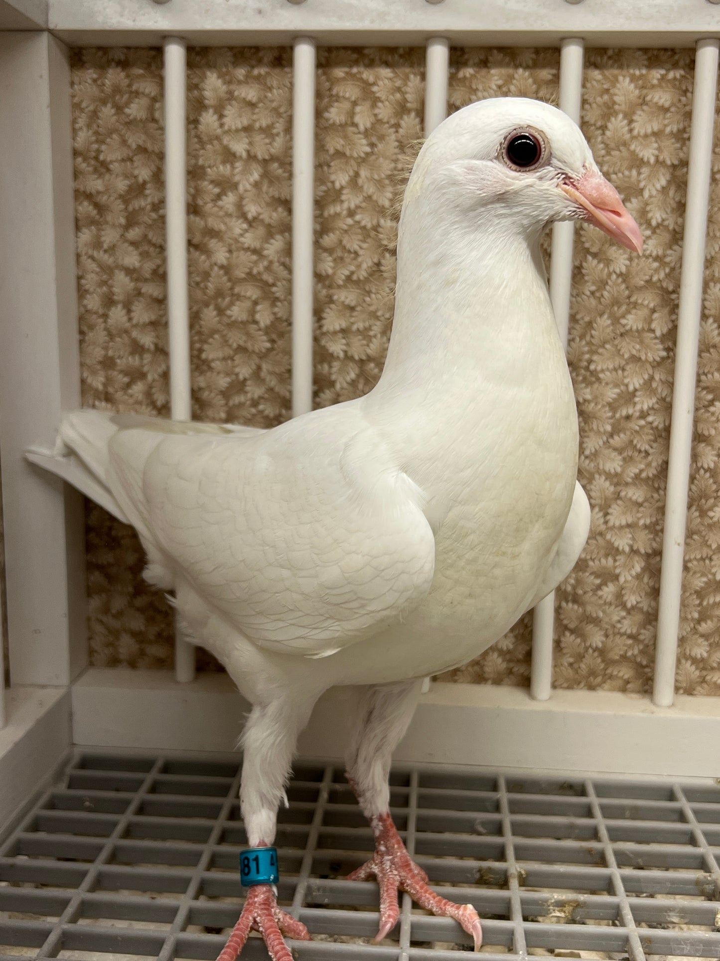 2025 Rocky Ridge White Pigeon "RRL 481”