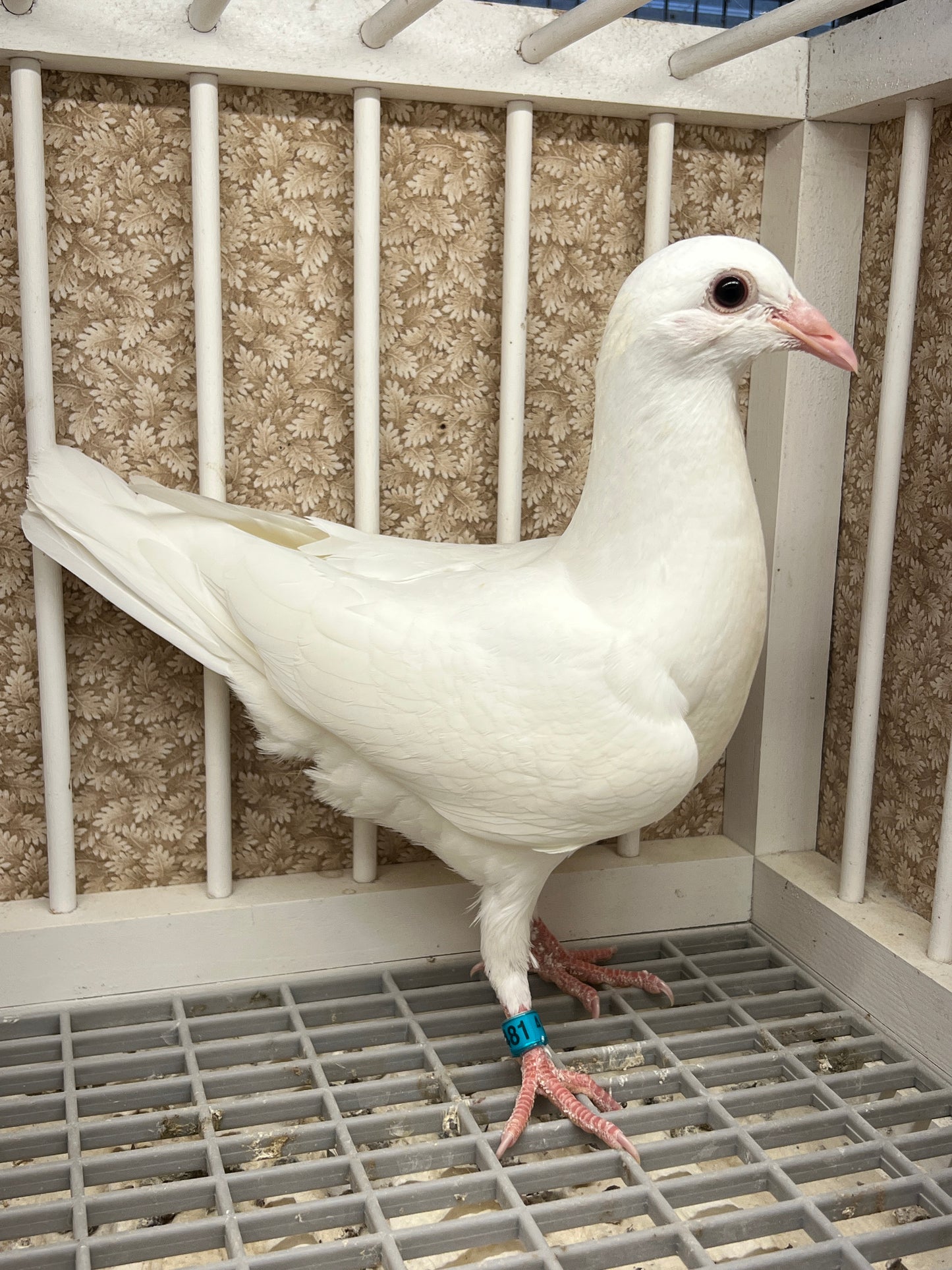 2025 Rocky Ridge White Pigeon "RRL 481”
