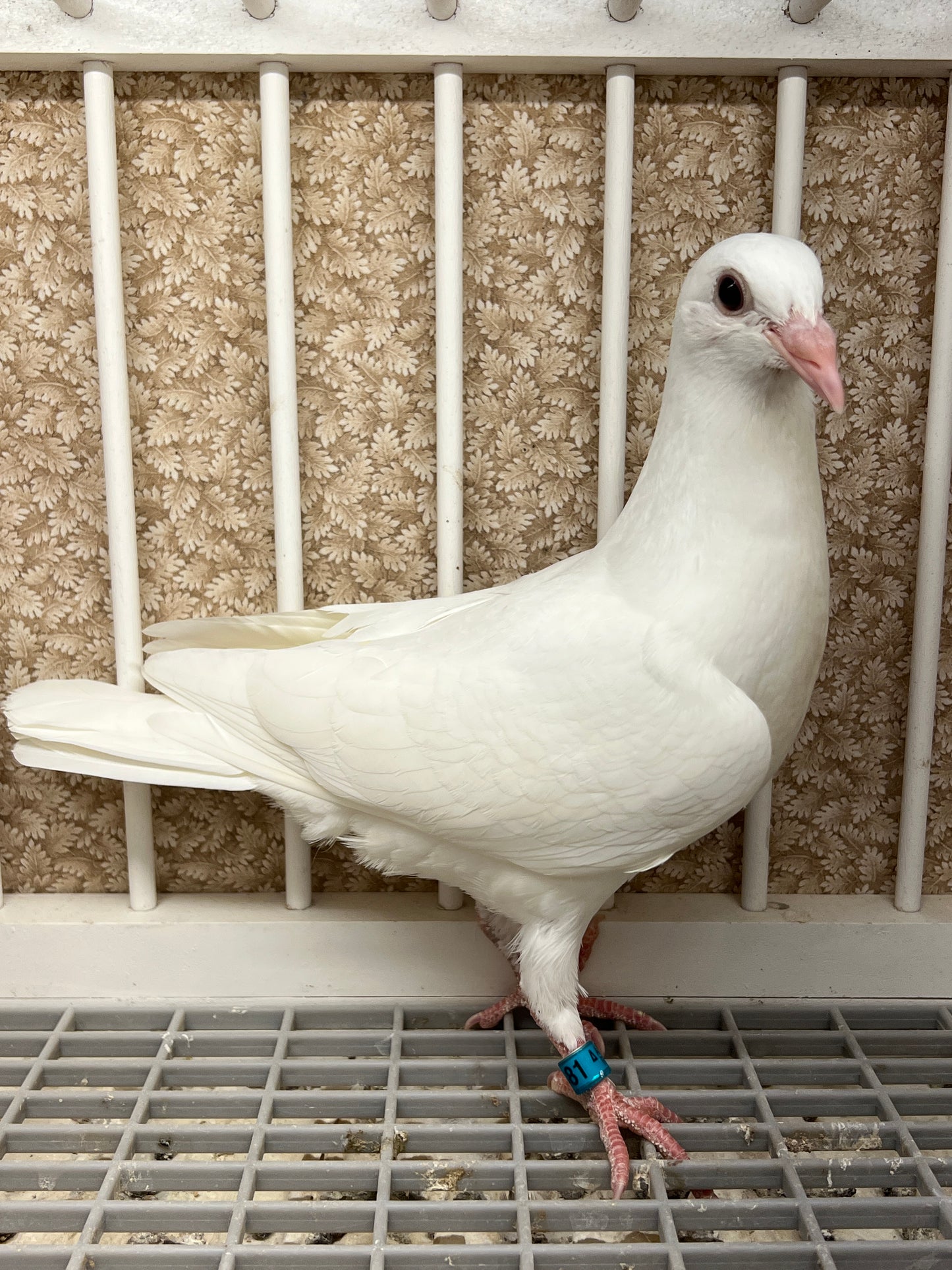 2025 Rocky Ridge White Pigeon "RRL 481”