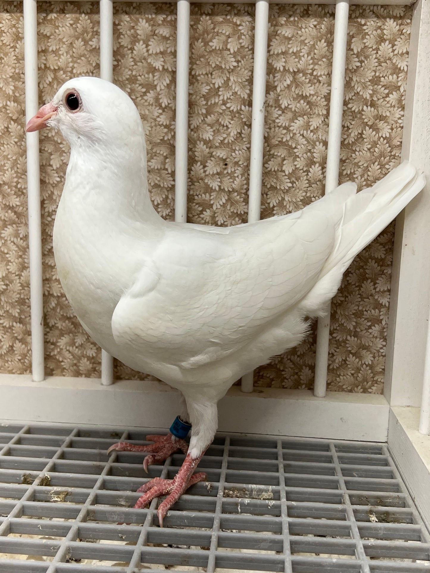 2025 Rocky Ridge White Pigeon "RRL 481”