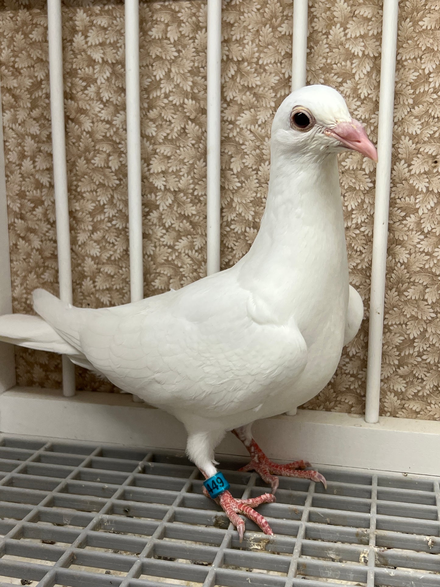 2025 Rocky Ridge White Pigeon "RRL 449”