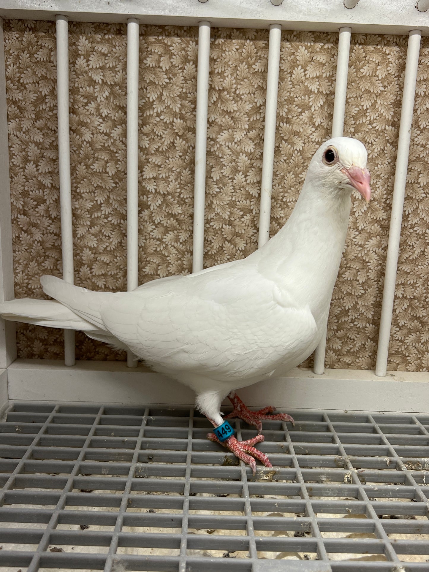 2025 Rocky Ridge White Pigeon "RRL 449”