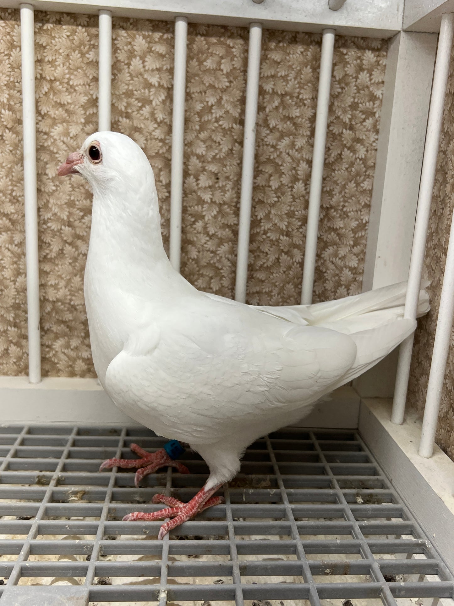 2025 Rocky Ridge White Pigeon "RRL 449”