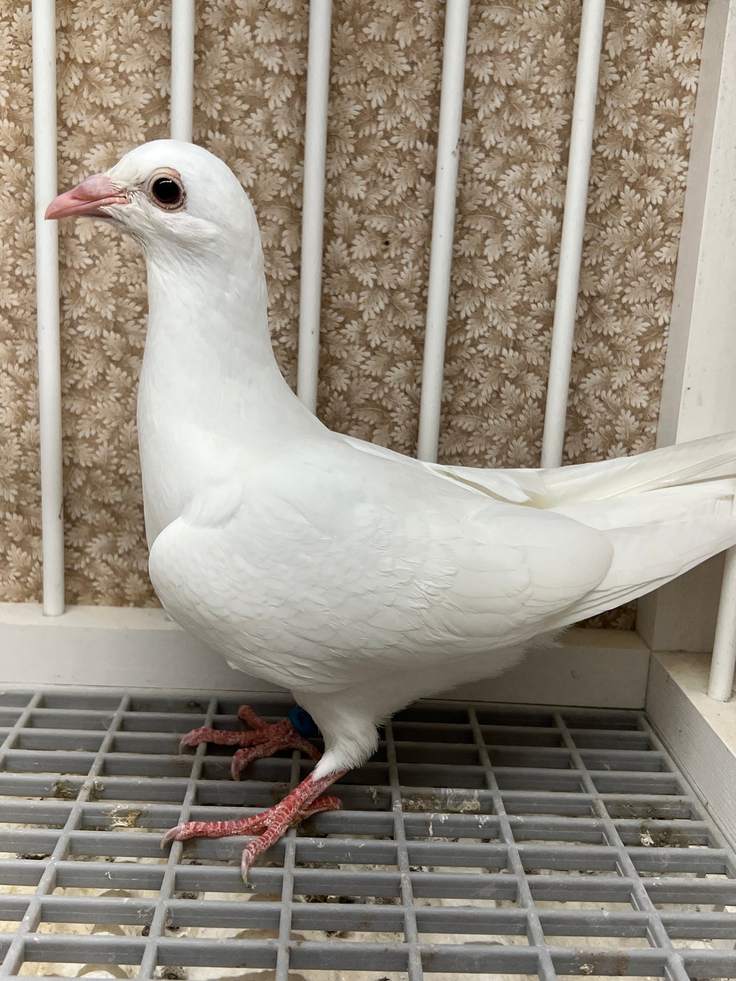 2025 Rocky Ridge White Pigeon "RRL 449”