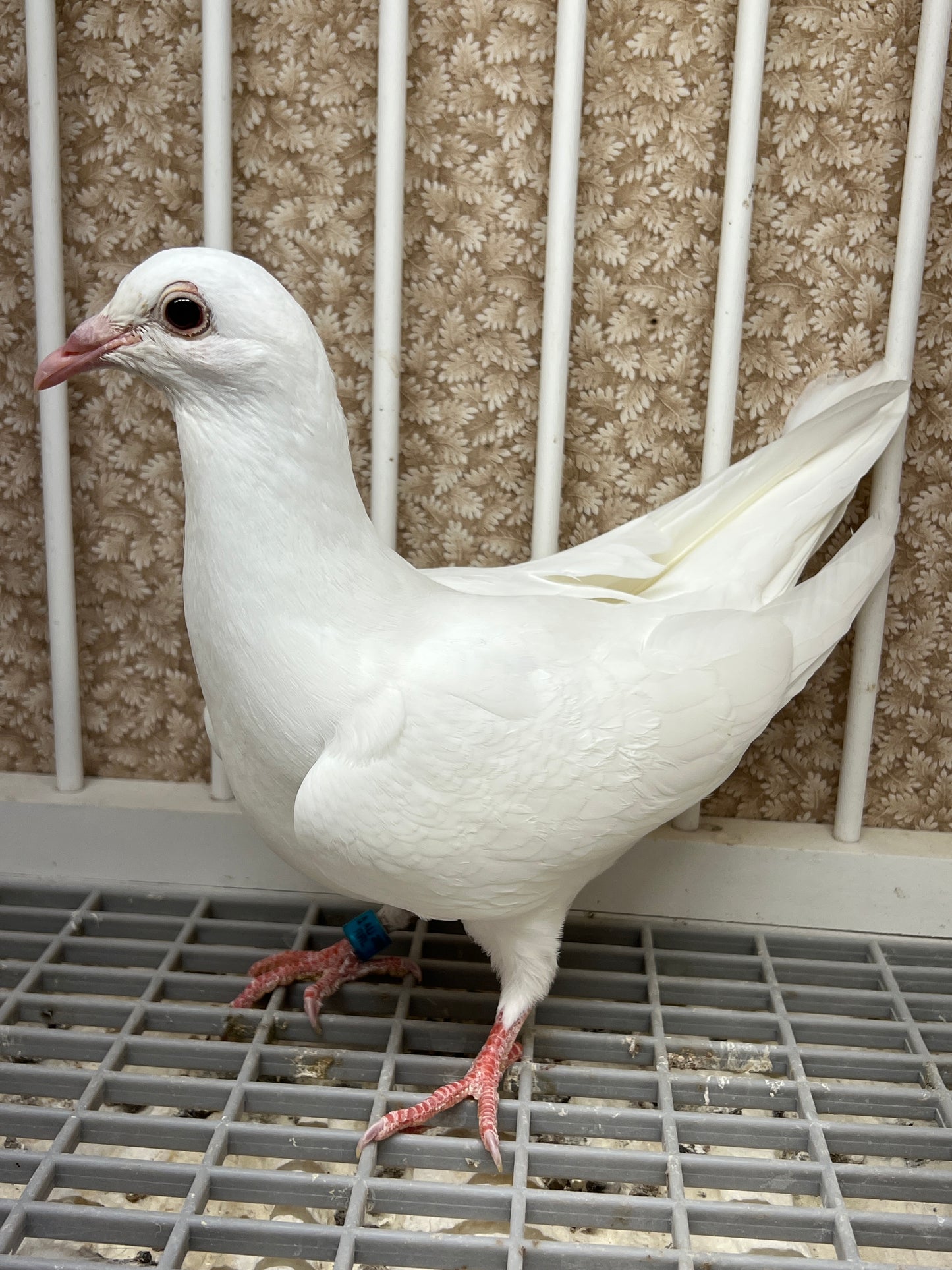 2025 Rocky Ridge White Pigeon "RRL 449”
