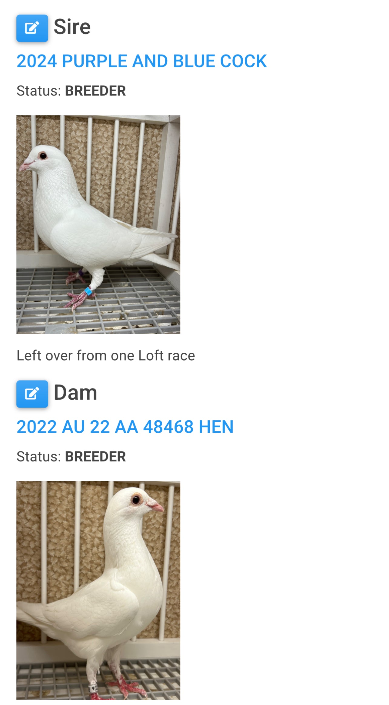 2025 Pure White Belgian Del bar "RRL 482”