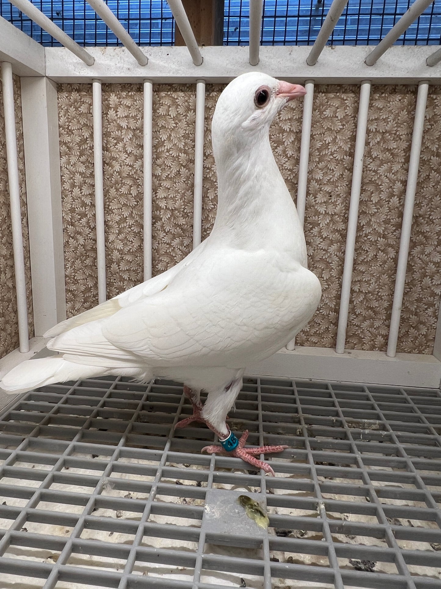 2025 Pure White Belgian Del bar "RRL 482”
