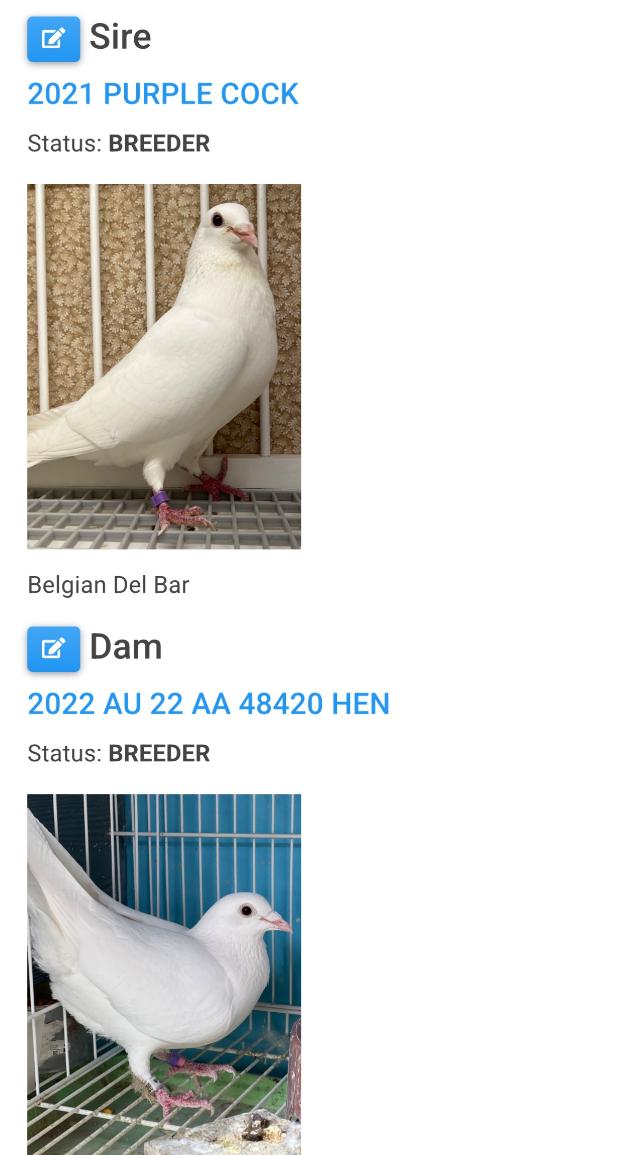 2025 Pure White Belgian Del bar "RRL 469”