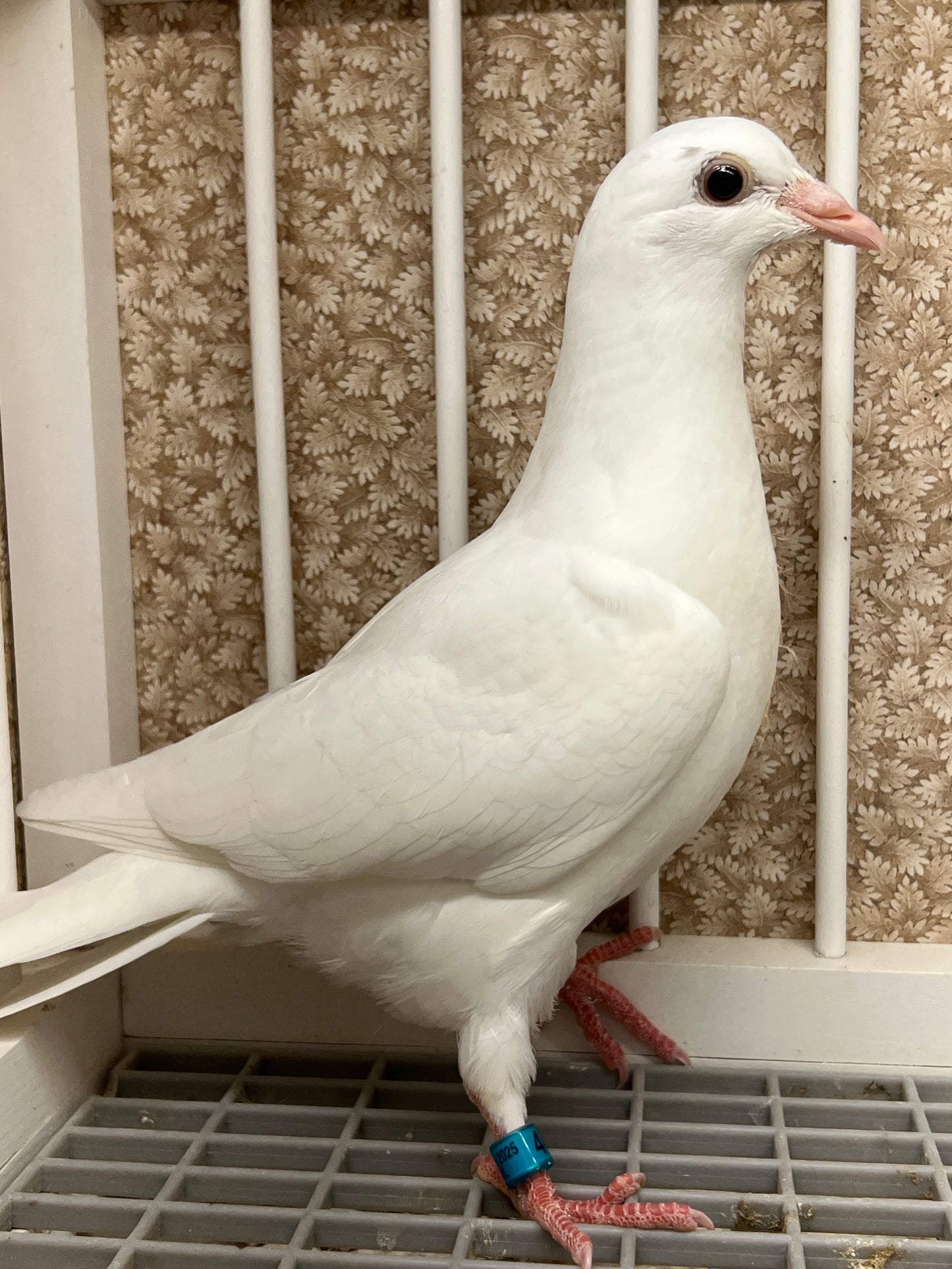 2025 Pure White Belgian Del bar "RRL 469”