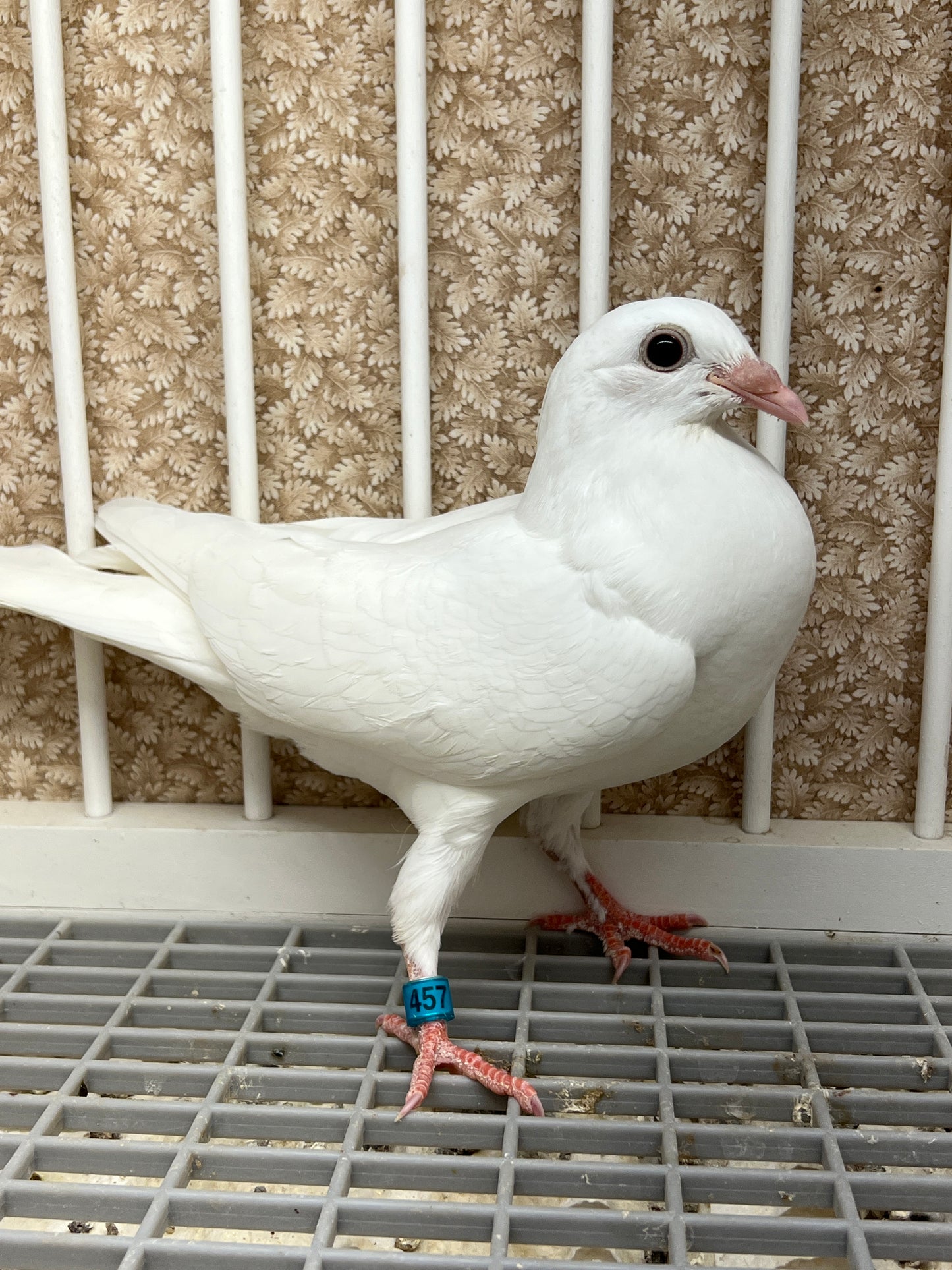 2025 Rocky Ridge White Pigeon "RRL 457”