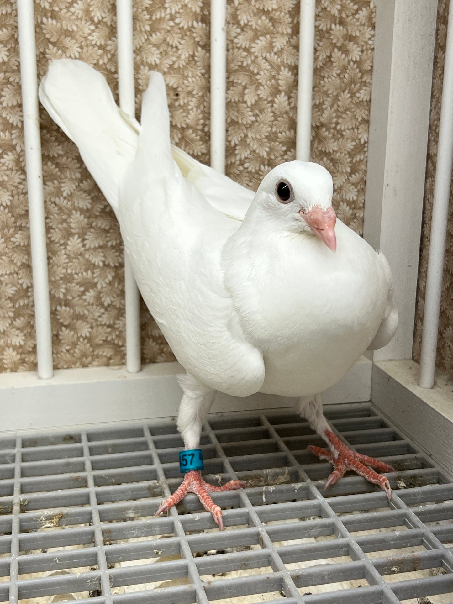 2025 Rocky Ridge White Pigeon "RRL 457”