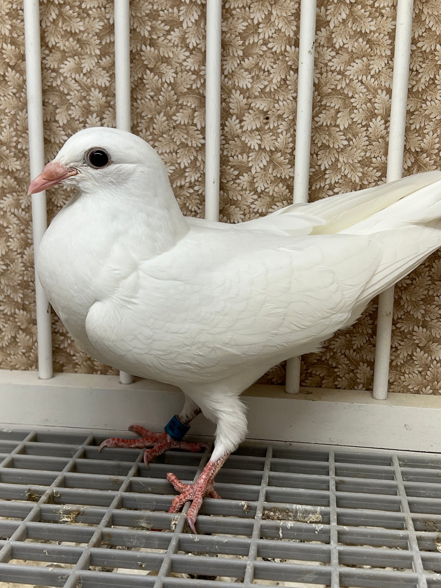 2025 Rocky Ridge White Pigeon "RRL 457”