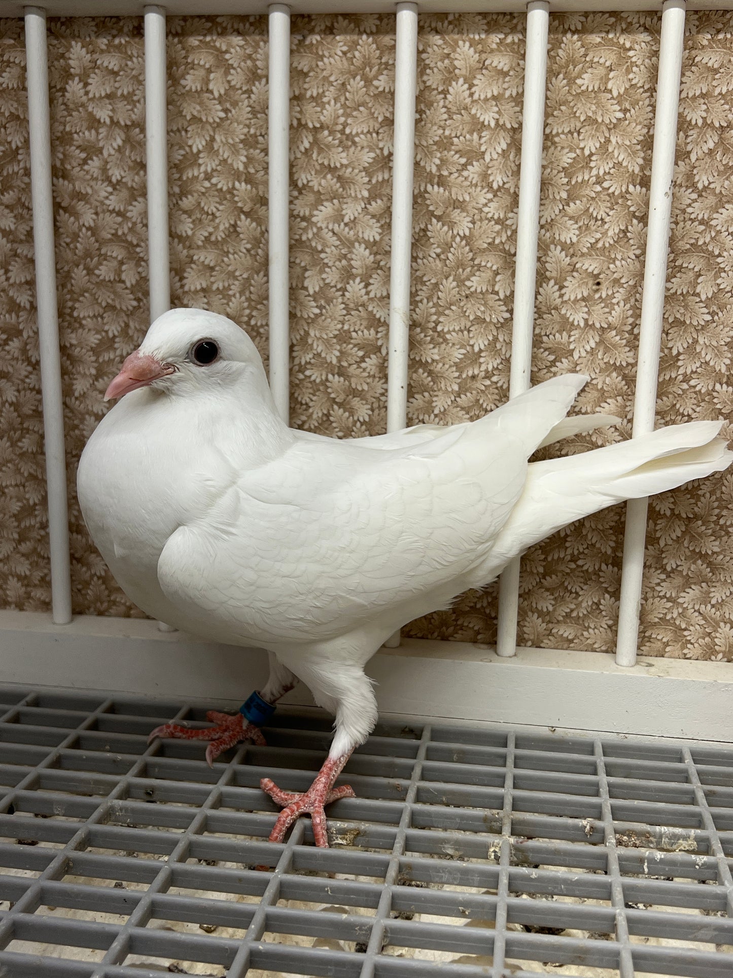 2025 Rocky Ridge White Pigeon "RRL 457”