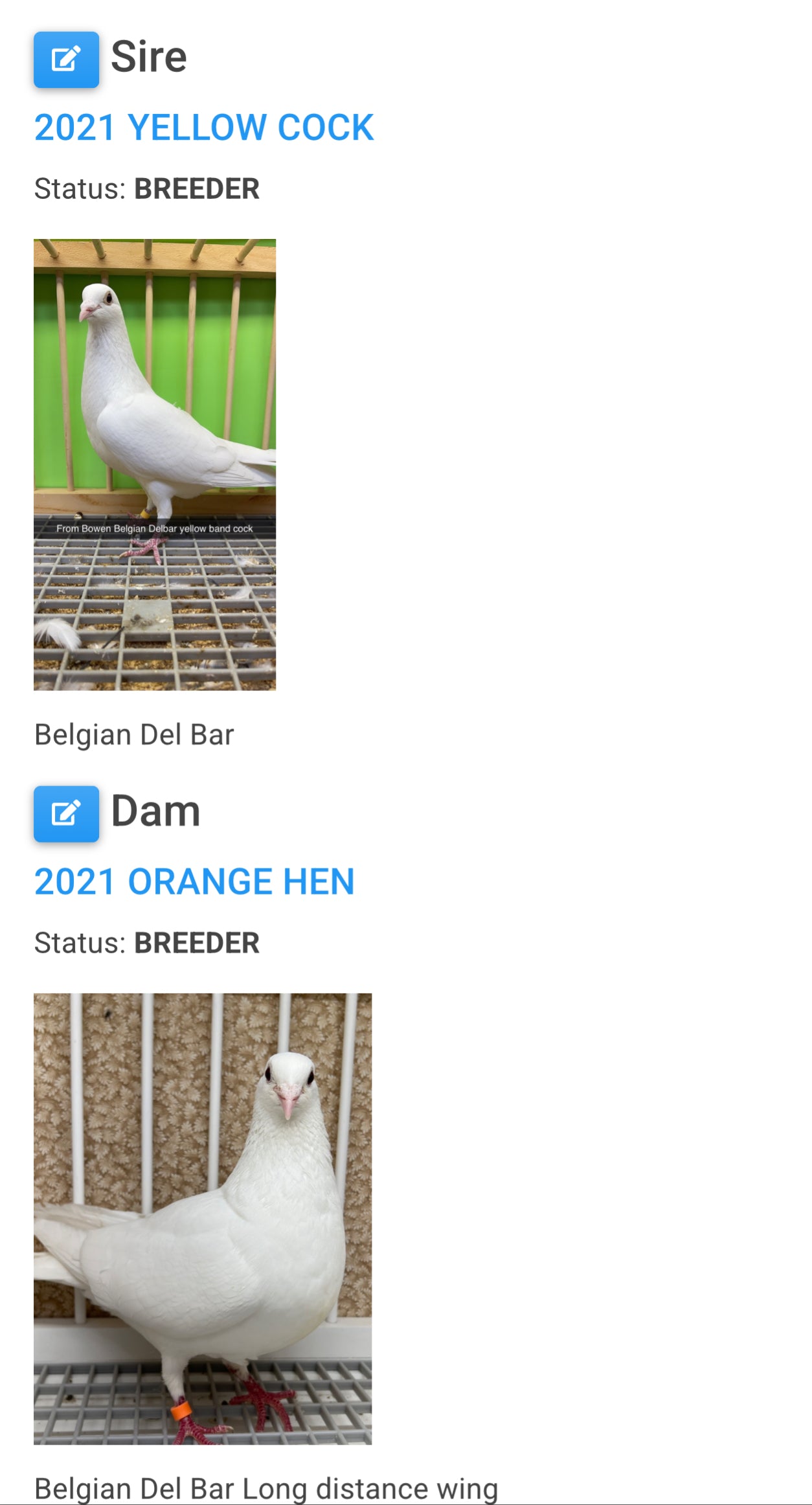 2025 Pure White Belgian Del bar "RRL 436”