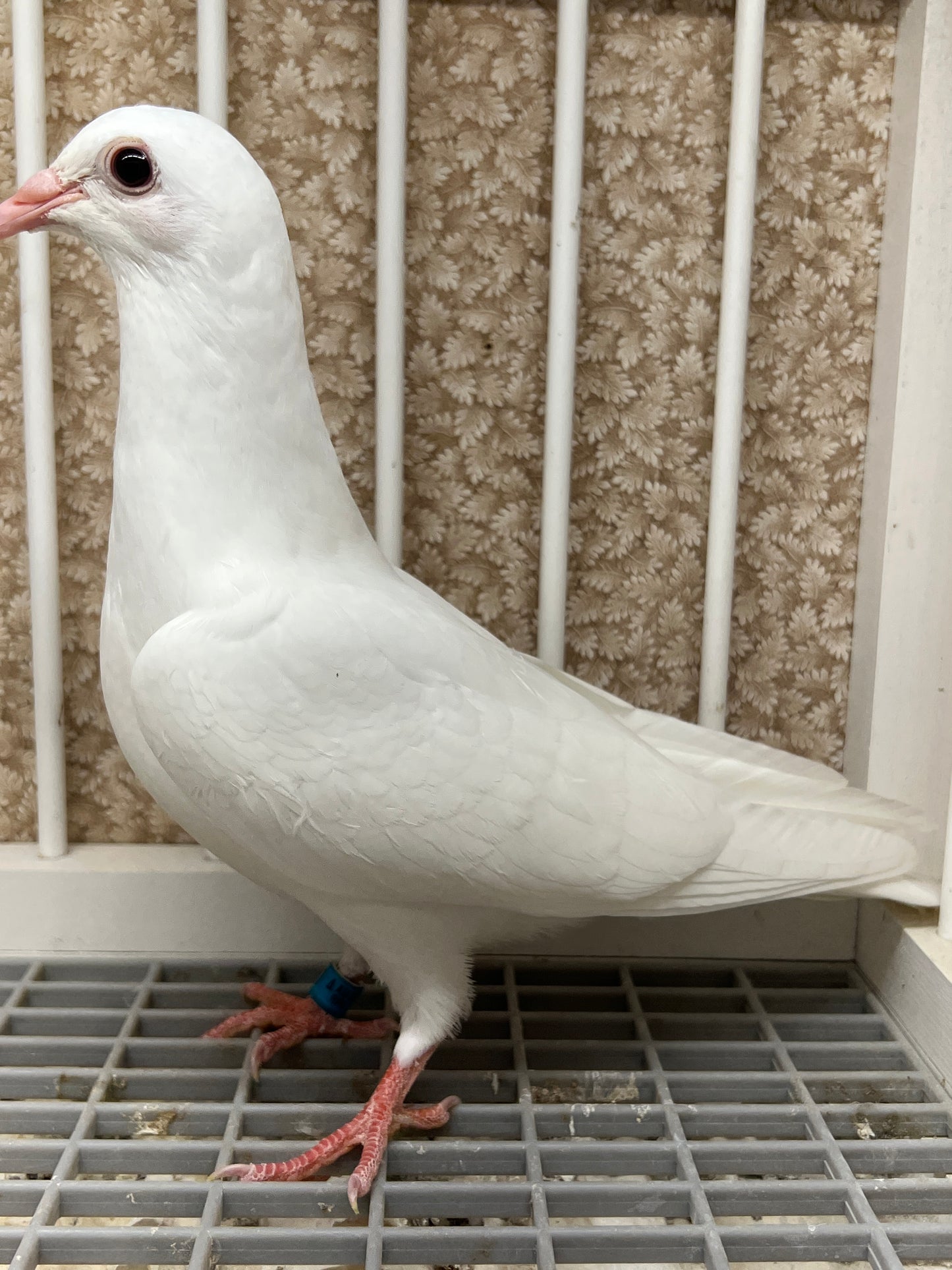 2025 Rocky Ridge White Pigeon "RRL 450”