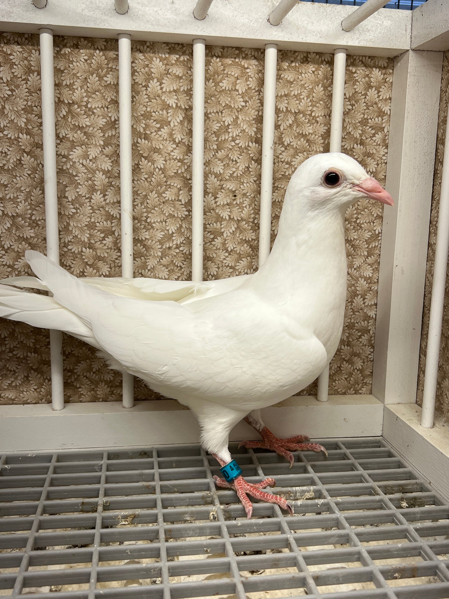 2025 Rocky Ridge White Pigeon "RRL 450”