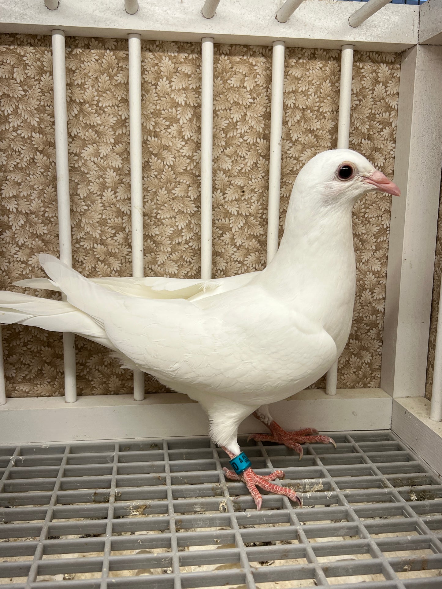 2025 Rocky Ridge White Pigeon "RRL 450”