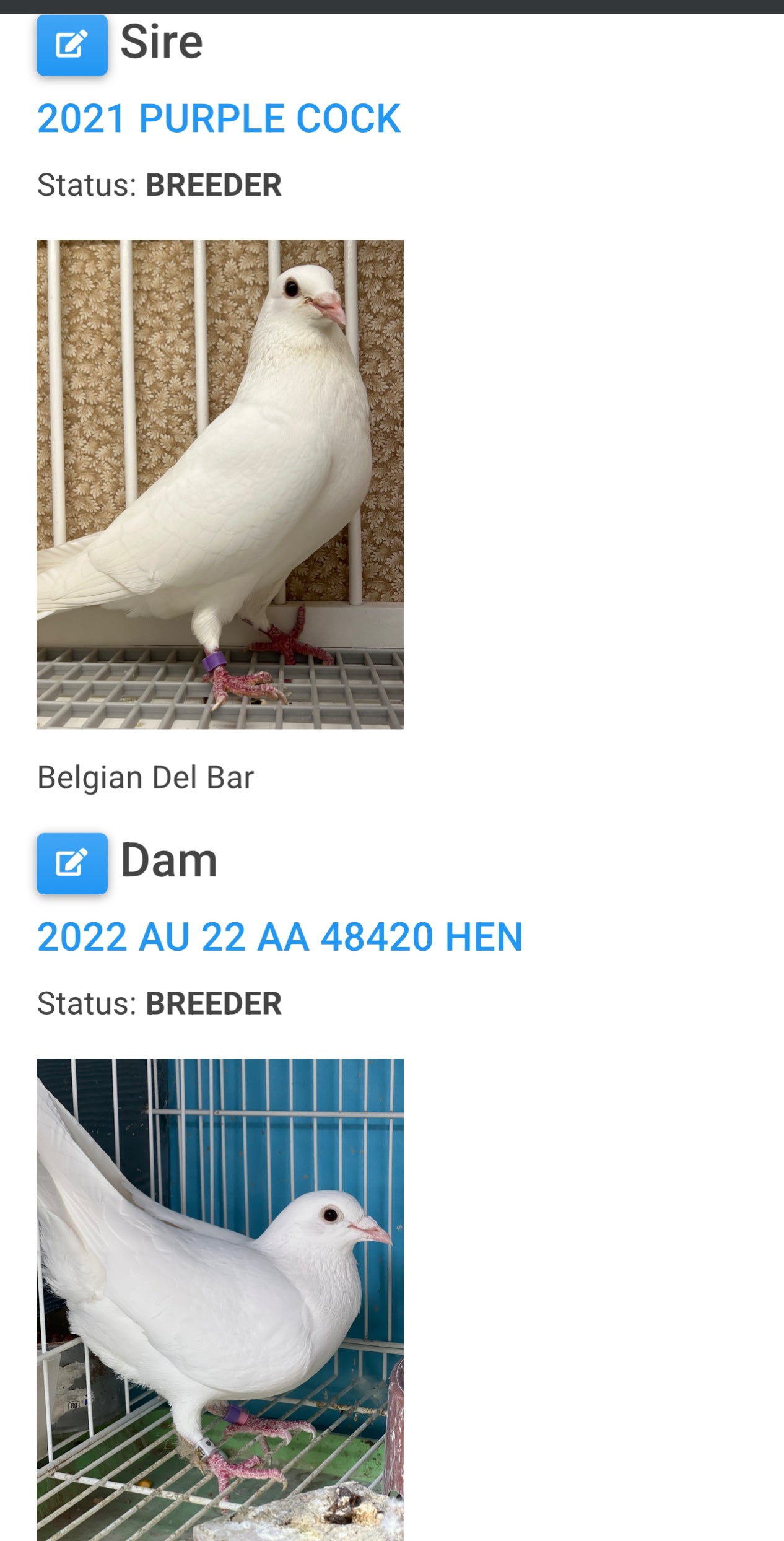 2025 Pure White Belgian Del bar "RRL 470”