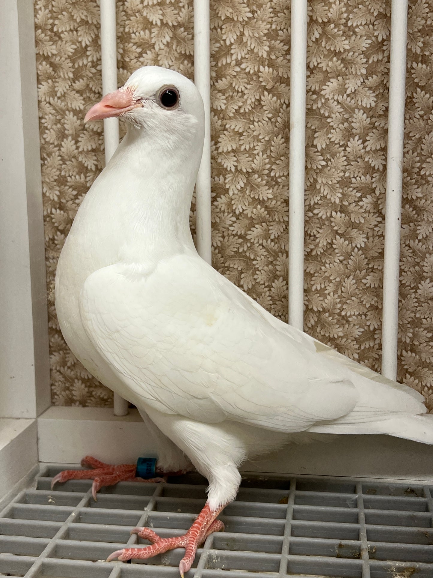 2025 Pure White Belgian Del bar "RRL 470”