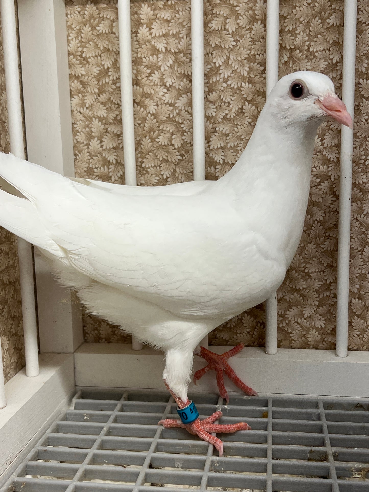 2025 Pure White Belgian Del bar "RRL 470”