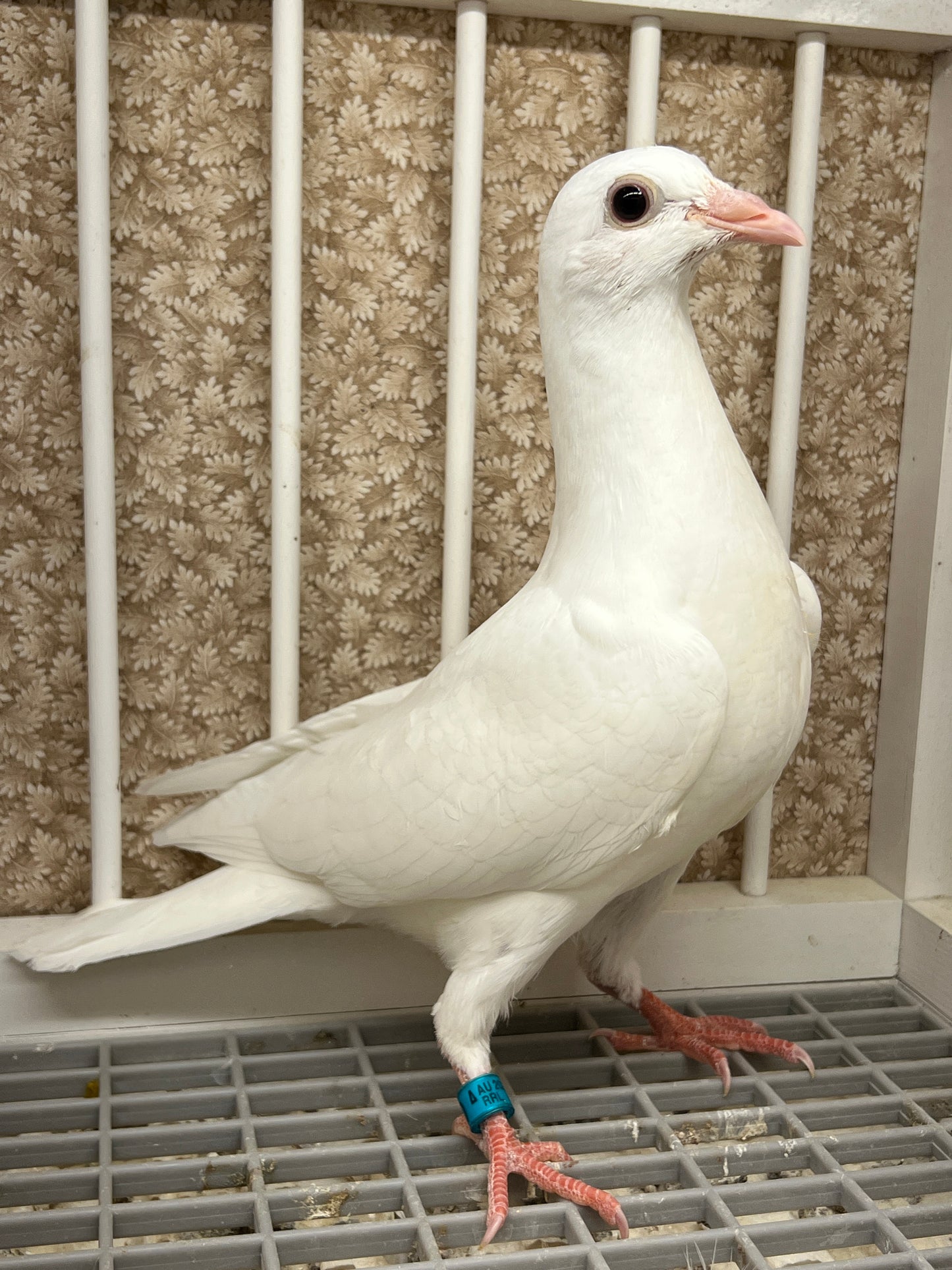 2025 Pure White Belgian Del bar "RRL 470”
