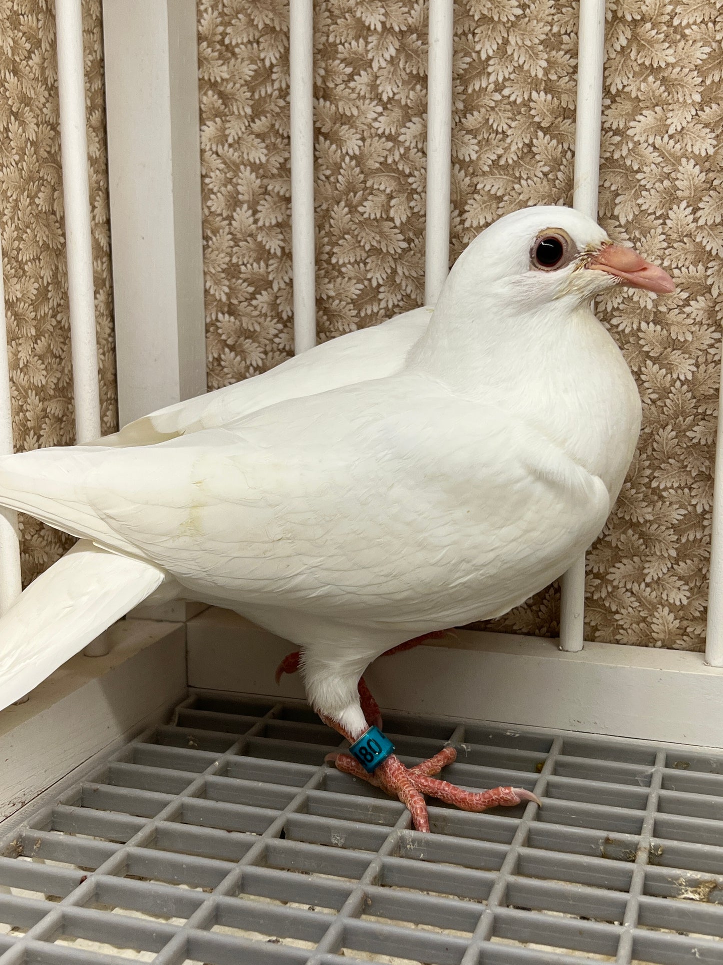 2025 Rocky Ridge White Pigeon "RRL 480”