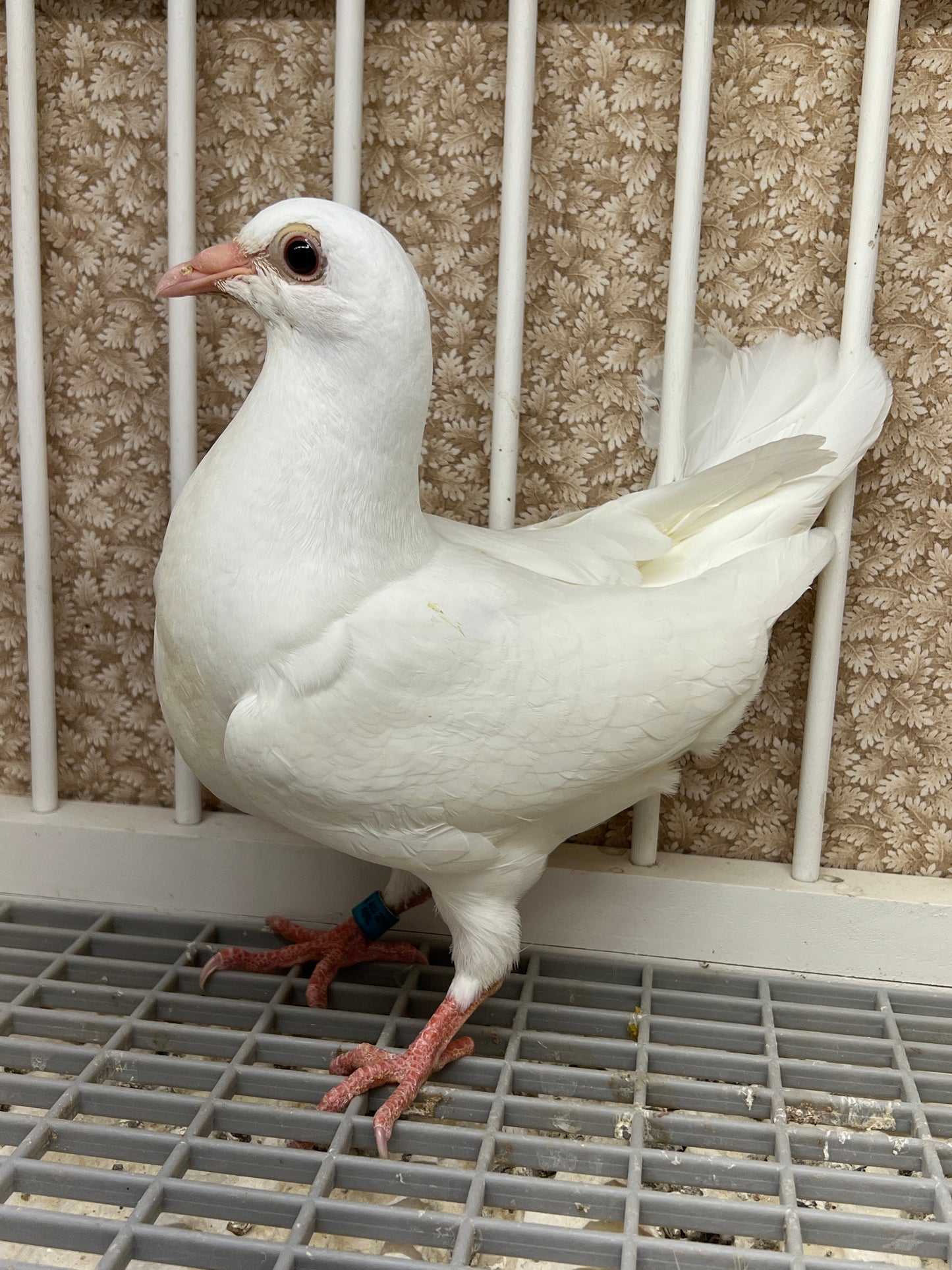 2025 Rocky Ridge White Pigeon "RRL 480”
