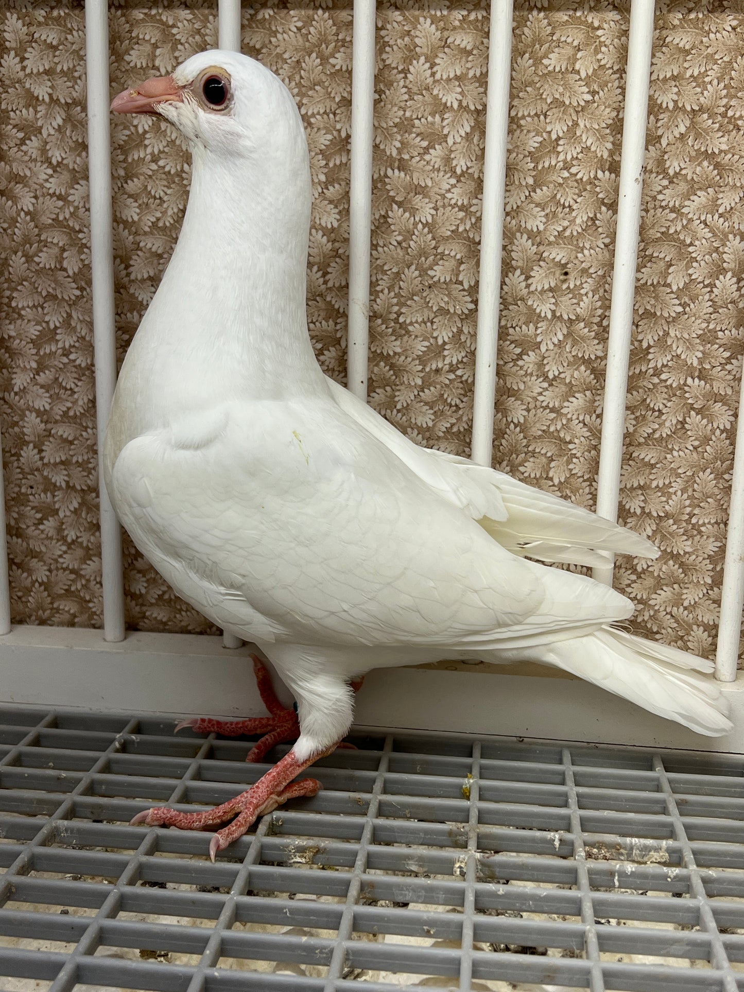 2025 Rocky Ridge White Pigeon "RRL 480”
