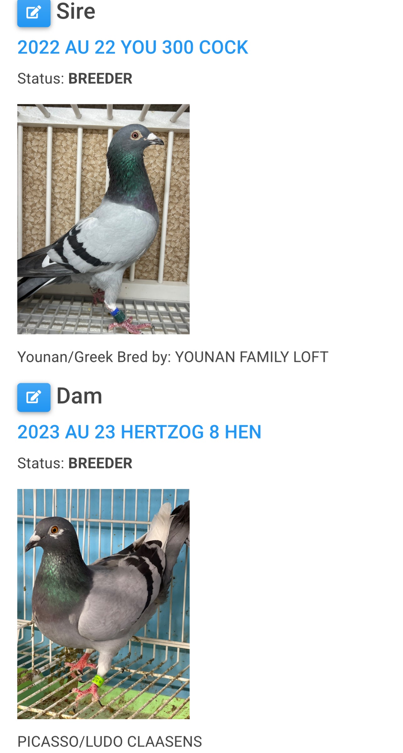 (Greek/Ludo)Racing Pigeon (RRL 454)