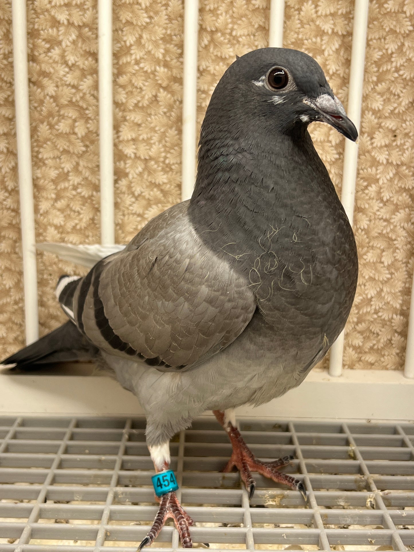 (Greek/Ludo)Racing Pigeon (RRL 454)
