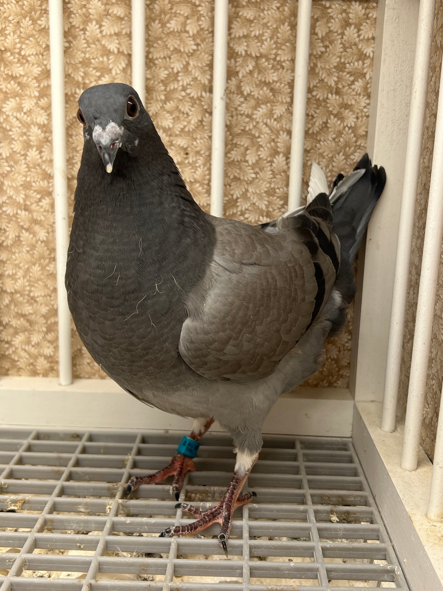 (Greek/Ludo)Racing Pigeon (RRL 454)