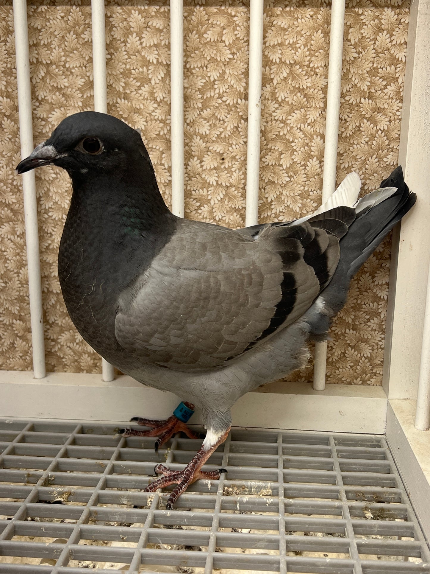 (Greek/Ludo)Racing Pigeon (RRL 454)