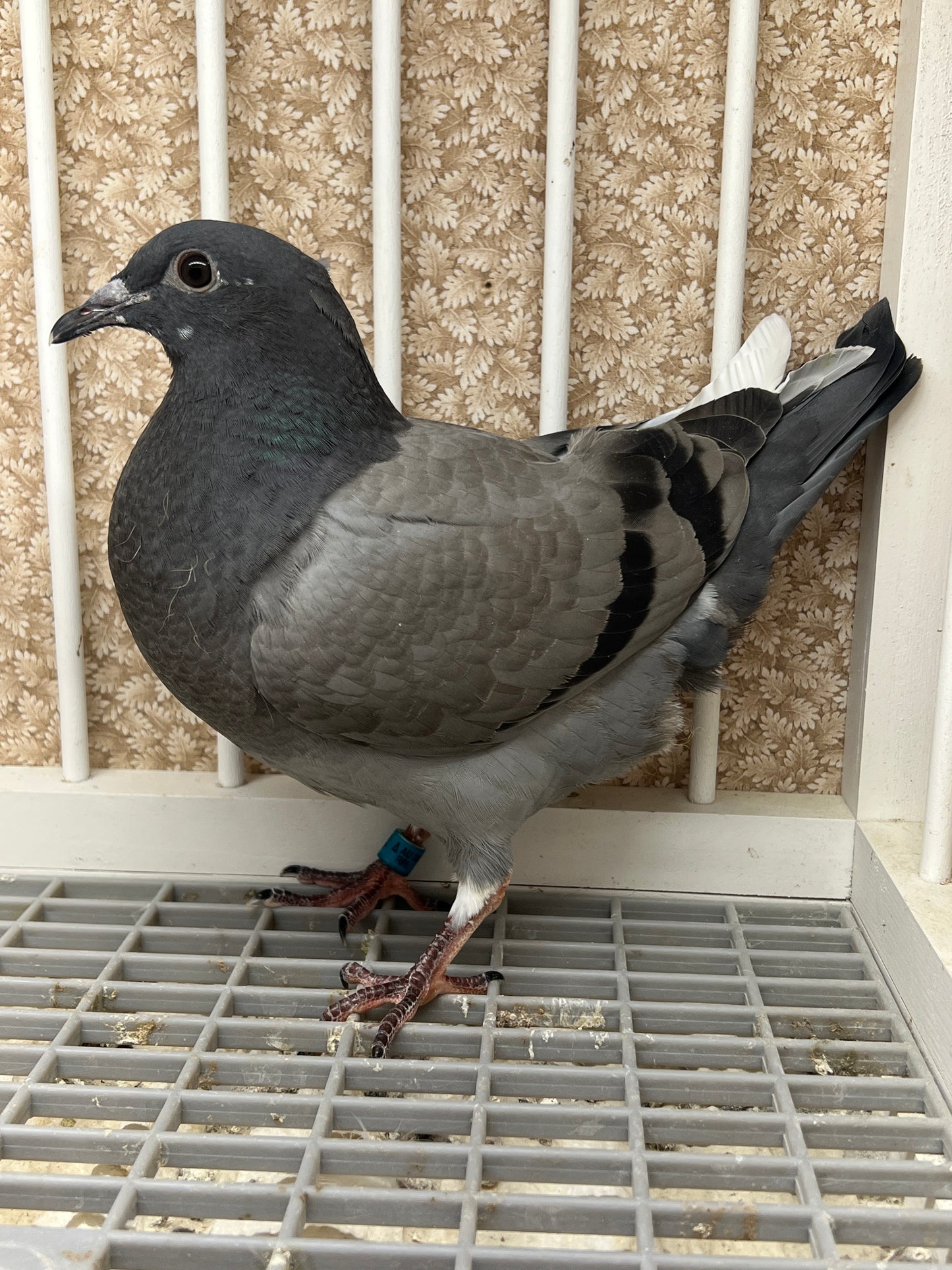 (Greek/Ludo)Racing Pigeon (RRL 454)