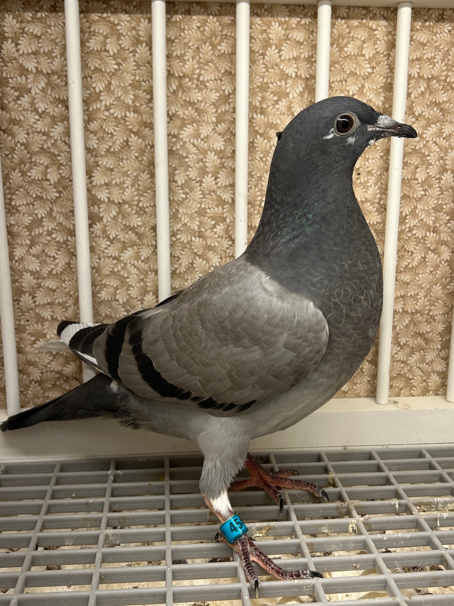 (Greek/Ludo)Racing Pigeon (RRL 454)