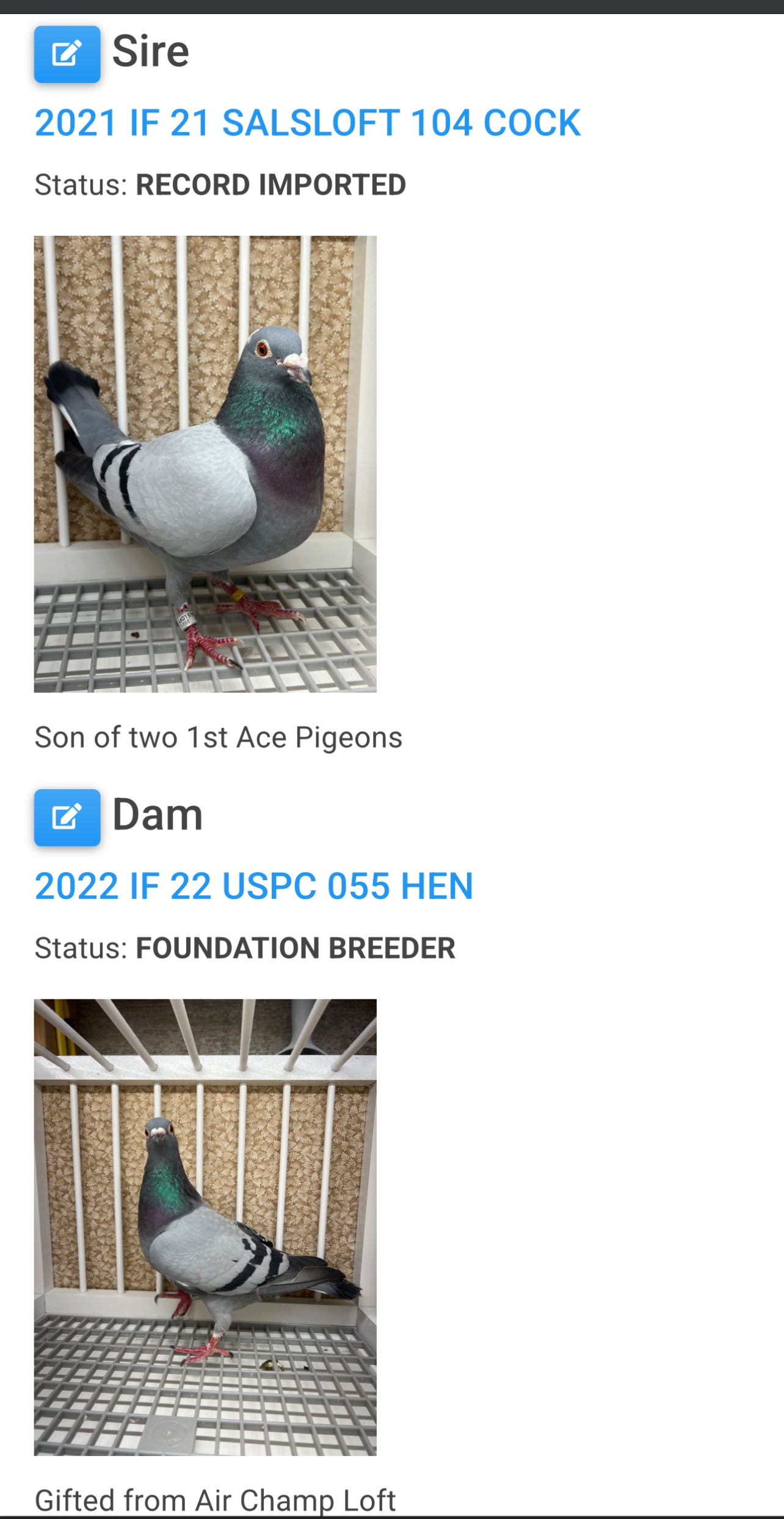 (Big Money/Ornat)Racing Pigeon (RRL 461)