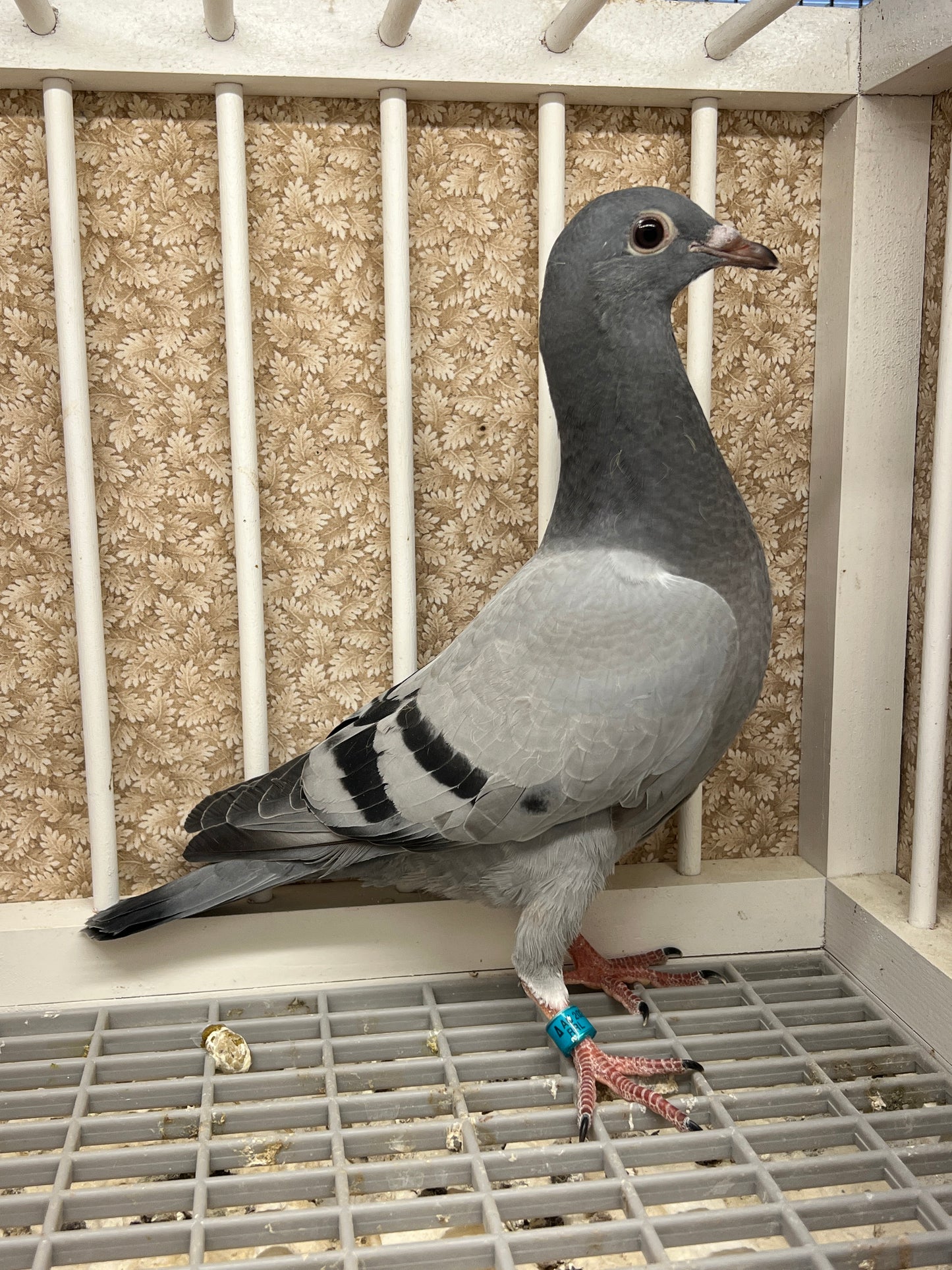 (Big Money/Ornat)Racing Pigeon (RRL 461)