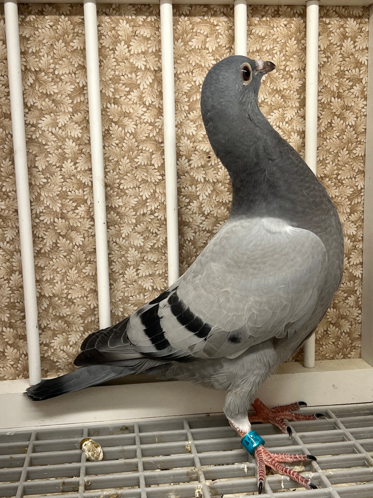 (Big Money/Ornat)Racing Pigeon (RRL 461)