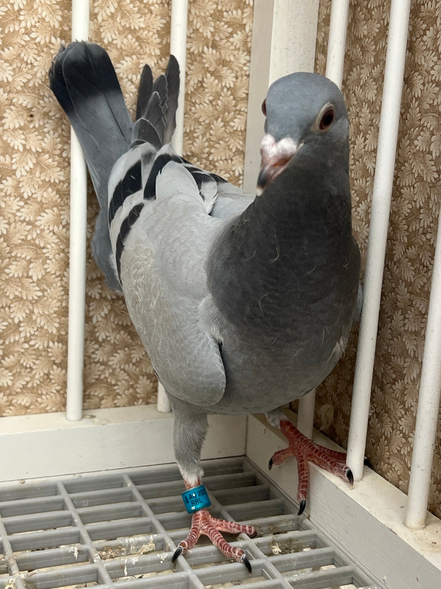 (Big Money/Ornat)Racing Pigeon (RRL 461)