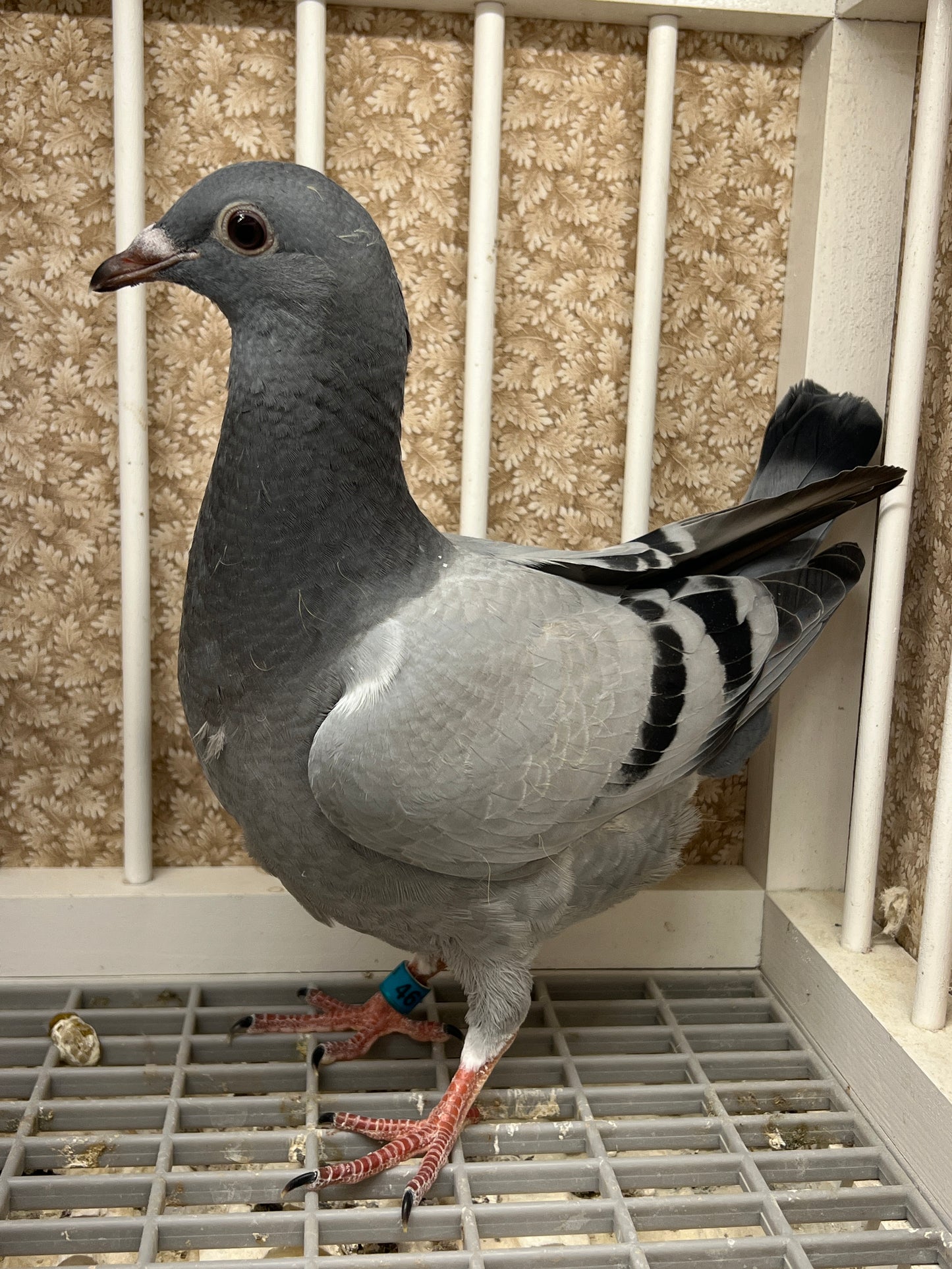 (Big Money/Ornat)Racing Pigeon (RRL 461)
