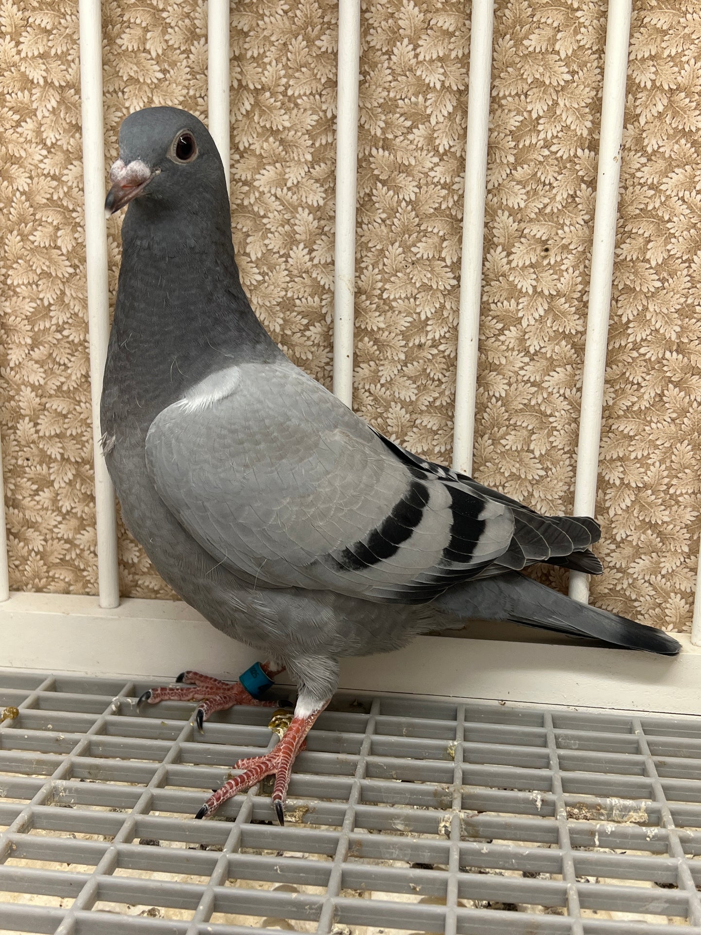 (Big Money/Ornat)Racing Pigeon (RRL 461)