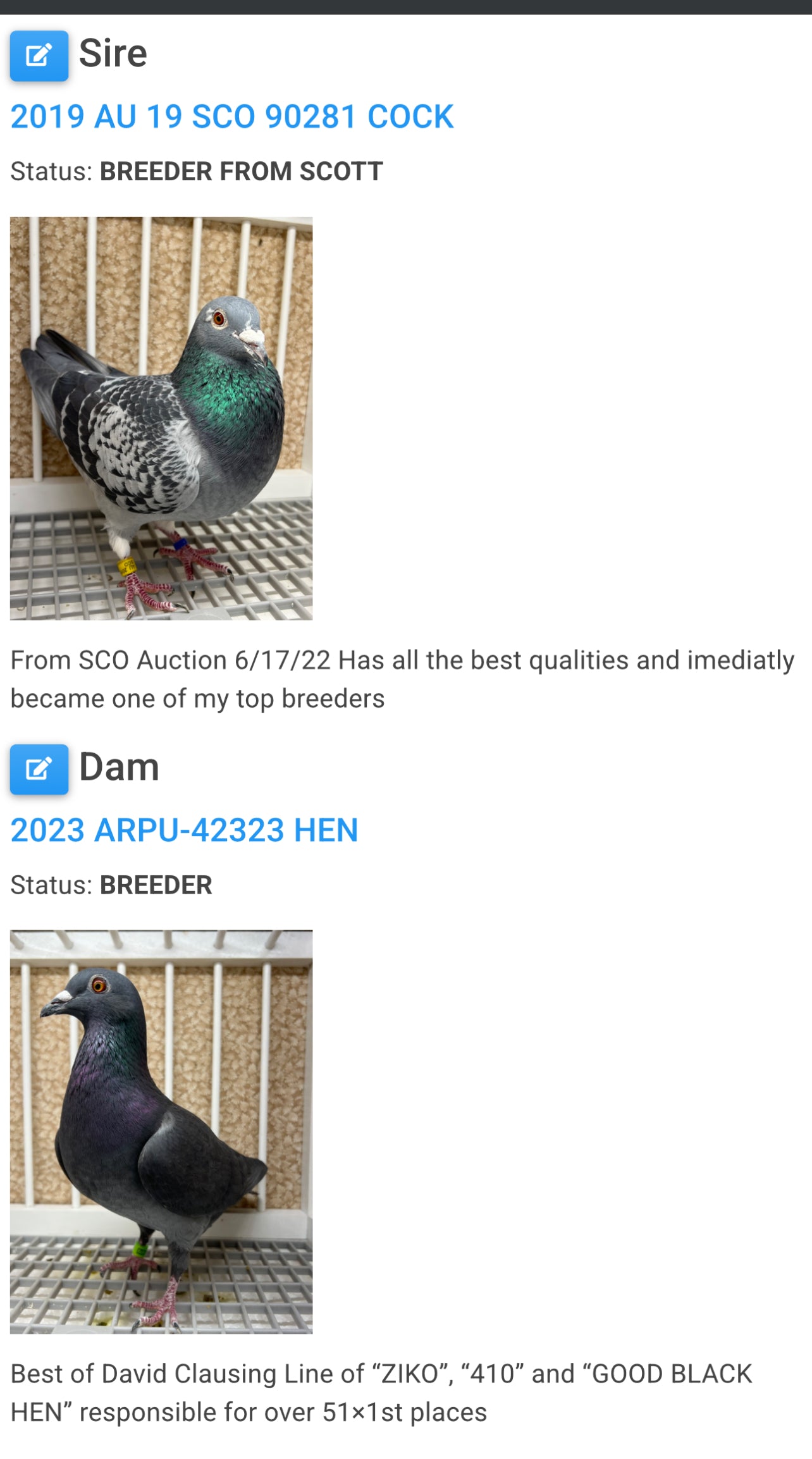 (Houben/Klass/Fabry)Racing Pigeon (RRL 458)
