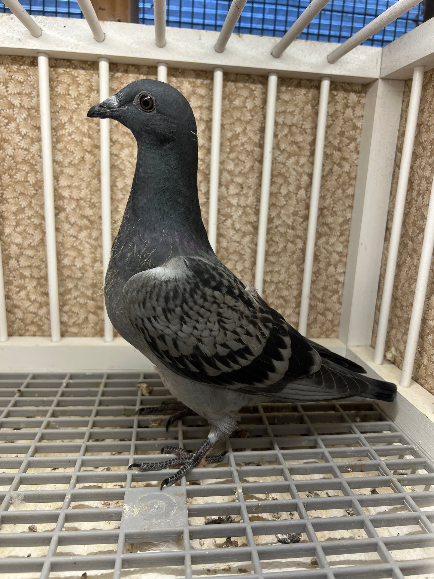 (Houben/Klass/Fabry)Racing Pigeon (RRL 458)